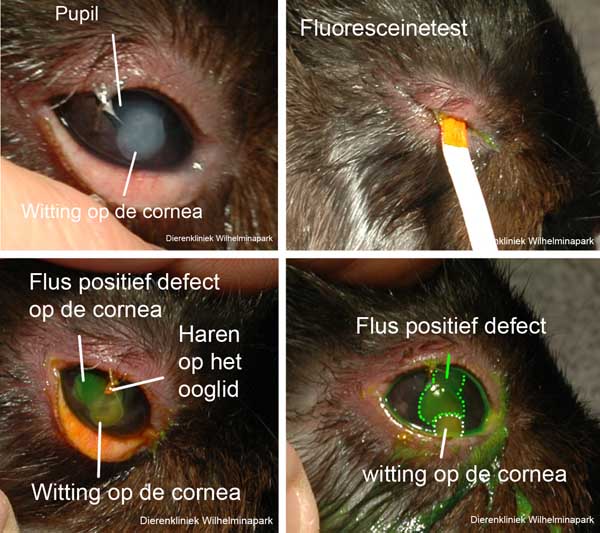 Een konijn met een witting op de cornea en flus positief defect erboven, Dierenkliniek Wilhelminapark, Utrecht